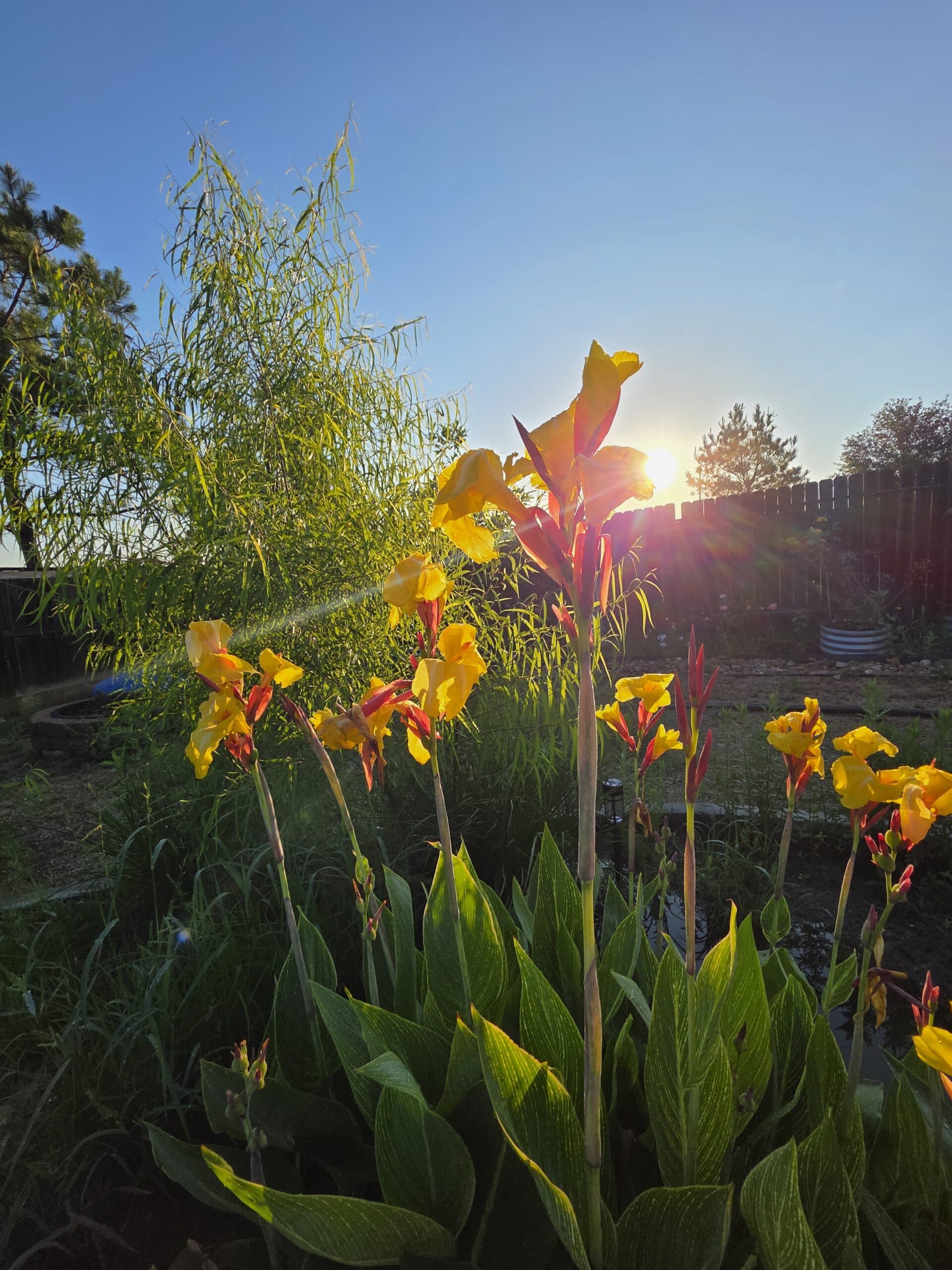 Sunlit garden at the Embrace Change studio