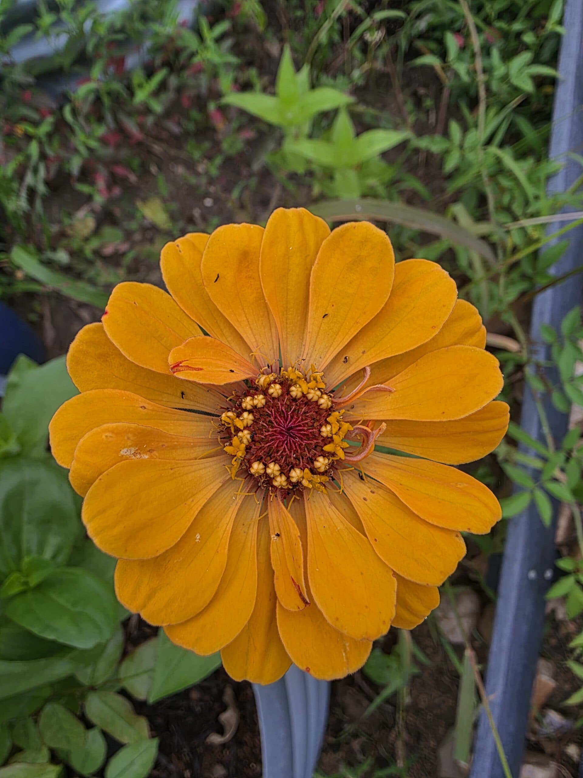 Nature-inspired reflection at the House of Harmony garden